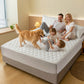 🛏️ 50% DE RÉDUCTION! 🛡️ Ensemble Housse de Matelas & Taies d'Oreiller Imperméable – Anti-Acarien, Doux au Toucher & Facile à Laver pour un Sommeil Sain ✨